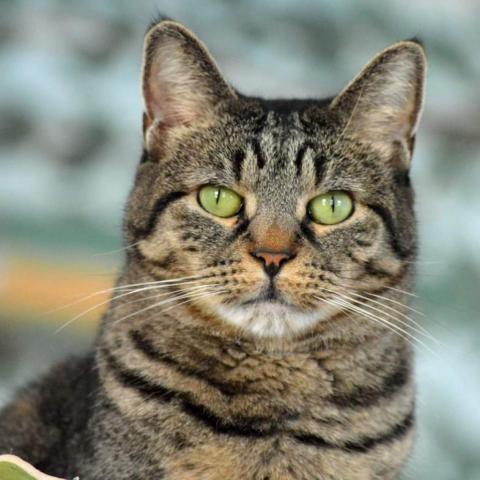 Catsy Cline, an adoptable Domestic Short Hair in Middletown, NY, 10940 | Photo Image 2