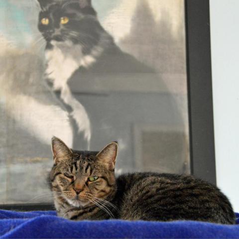 Catsy Cline, an adoptable Domestic Short Hair in Middletown, NY, 10940 | Photo Image 2