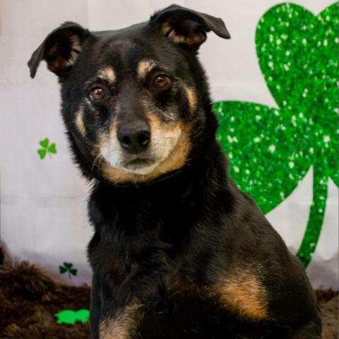 Rocco - SPONSOR ME, an adoptable Miniature Pinscher, Rottweiler in Middletown, NY, 10940 | Photo Image 1