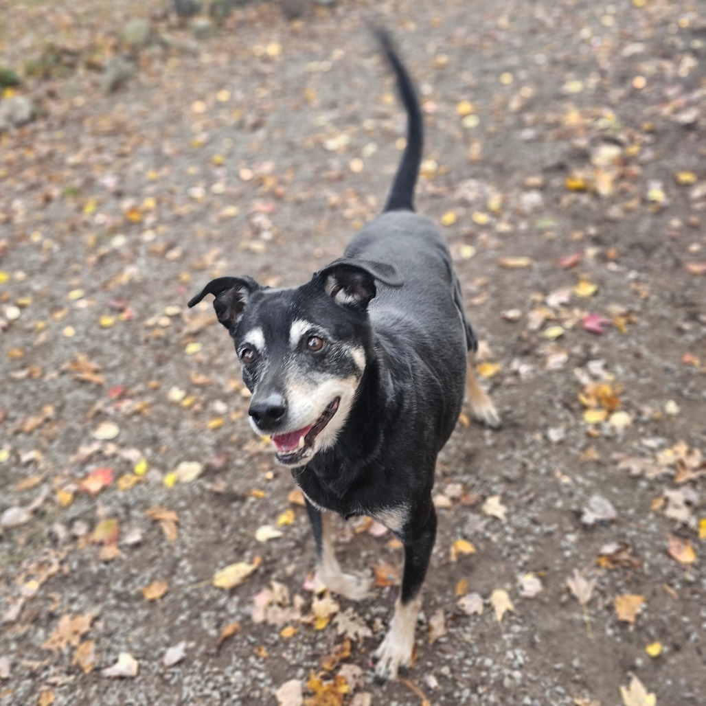 Rocco, an adoptable Miniature Pinscher, Rottweiler in Middletown, NY, 10940 | Photo Image 1