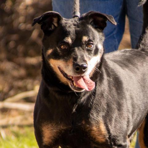 Rocco - SPONSOR ME, an adoptable Miniature Pinscher, Rottweiler in Middletown, NY, 10940 | Photo Image 2