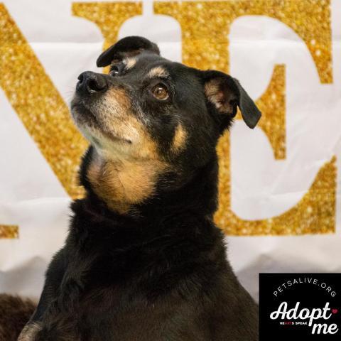 Rocco - SPONSOR ME, an adoptable Miniature Pinscher, Rottweiler in Middletown, NY, 10940 | Photo Image 2