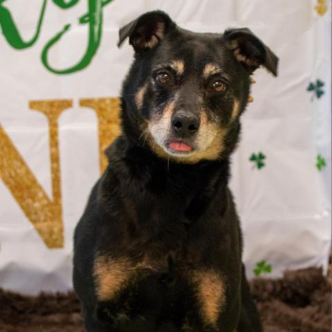 Rocco - SPONSOR ME, an adoptable Miniature Pinscher, Rottweiler in Middletown, NY, 10940 | Photo Image 2