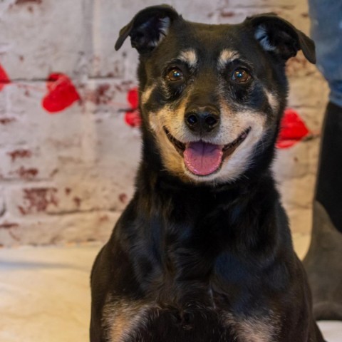 Rocco - SPONSOR ME, an adoptable Miniature Pinscher, Rottweiler in Middletown, NY, 10940 | Photo Image 2