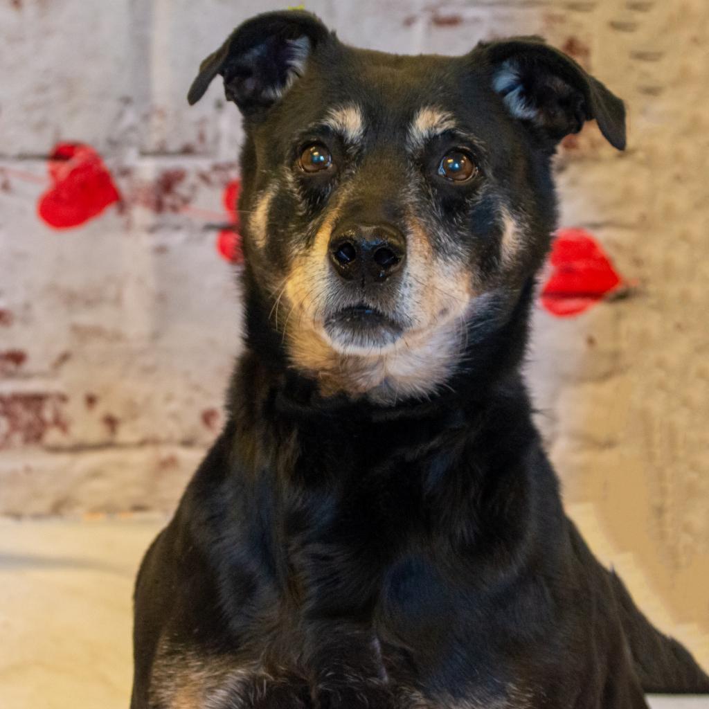 Rocco - SPONSOR ME, an adoptable Miniature Pinscher, Rottweiler in Middletown, NY, 10940 | Photo Image 2