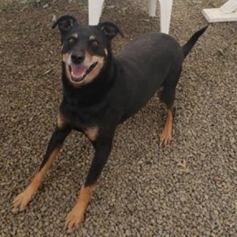 Rocco - SPONSOR ME, an adoptable Miniature Pinscher, Rottweiler in Middletown, NY, 10940 | Photo Image 2