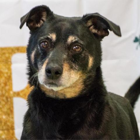 Rocco - SPONSOR ME, an adoptable Miniature Pinscher, Rottweiler in Middletown, NY, 10940 | Photo Image 2