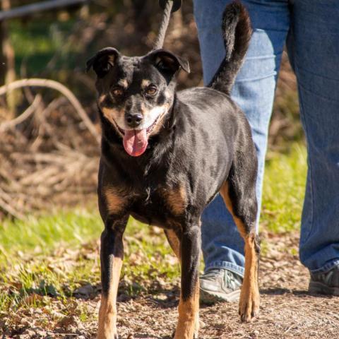 Rocco - SPONSOR ME, an adoptable Miniature Pinscher, Rottweiler in Middletown, NY, 10940 | Photo Image 3