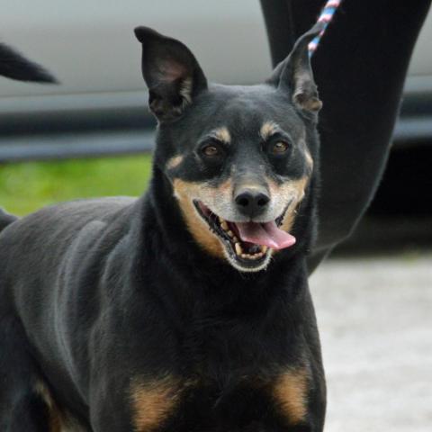 Rocco - SPONSOR ME, an adoptable Miniature Pinscher, Rottweiler in Middletown, NY, 10940 | Photo Image 3