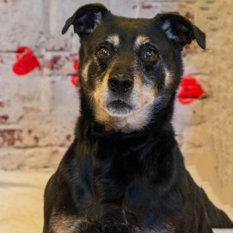 Rocco - SPONSOR ME, an adoptable Miniature Pinscher, Rottweiler in Middletown, NY, 10940 | Photo Image 3