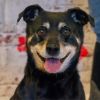 Rocco photo 3