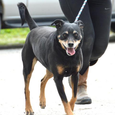 Rocco - SPONSOR ME, an adoptable Miniature Pinscher, Rottweiler in Middletown, NY, 10940 | Photo Image 4