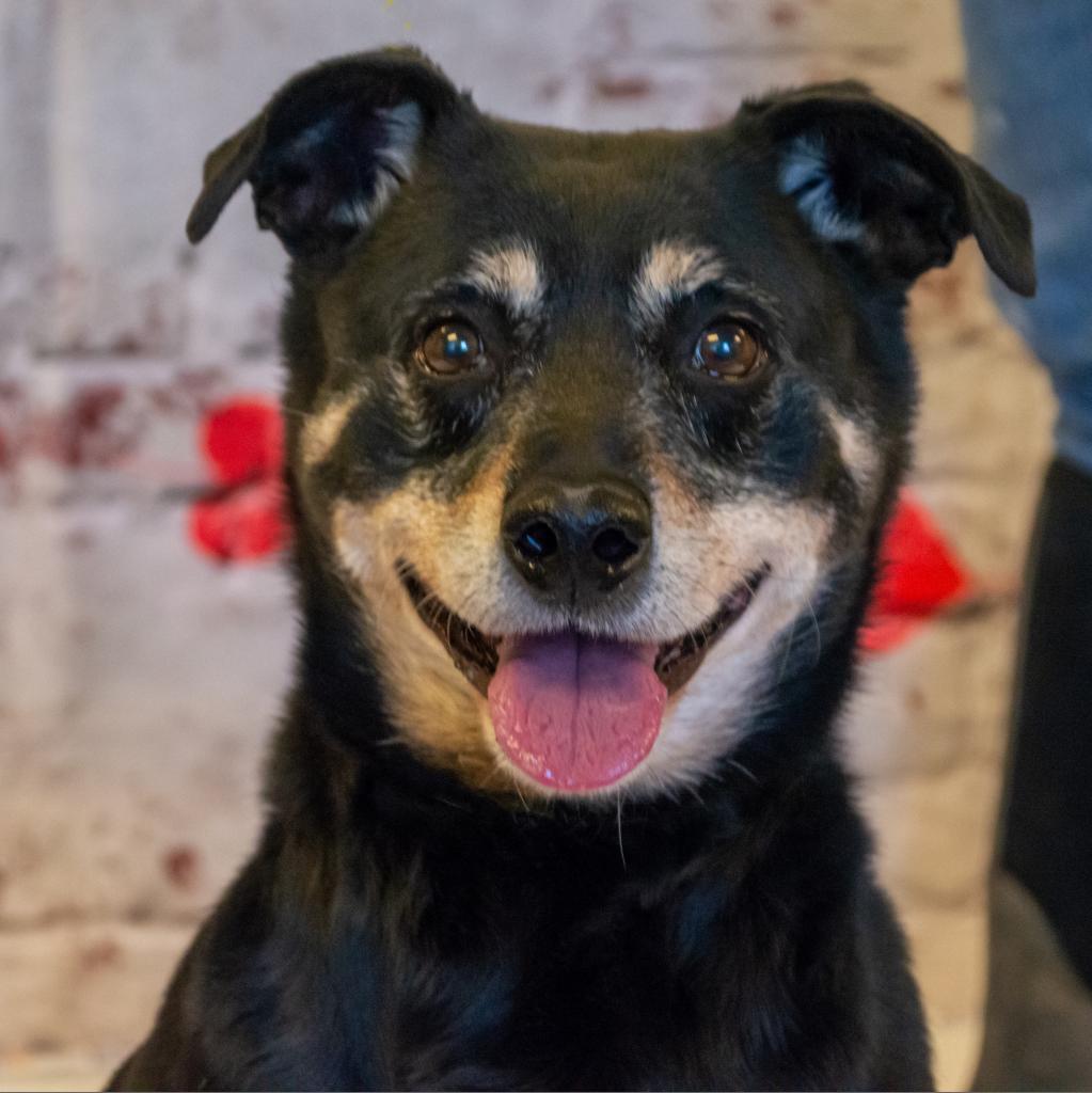 Rocco, an adoptable Miniature Pinscher, Rottweiler in Middletown, NY, 10940 | Photo Image 4