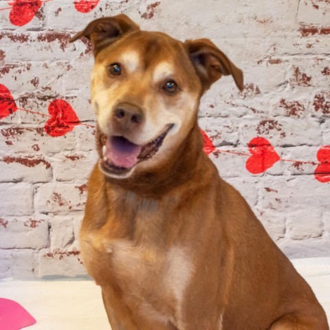 Heath, an adoptable Labrador Retriever in Middletown, NY_image-5