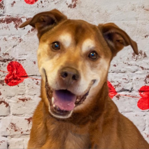 Heath, an adoptable Labrador Retriever in Middletown, NY_image-6