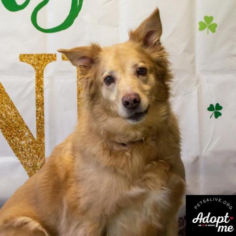 Pebbles - SPONSOR ME, an adoptable Golden Retriever, Mixed Breed in Middletown, NY, 10940 | Photo Image 1