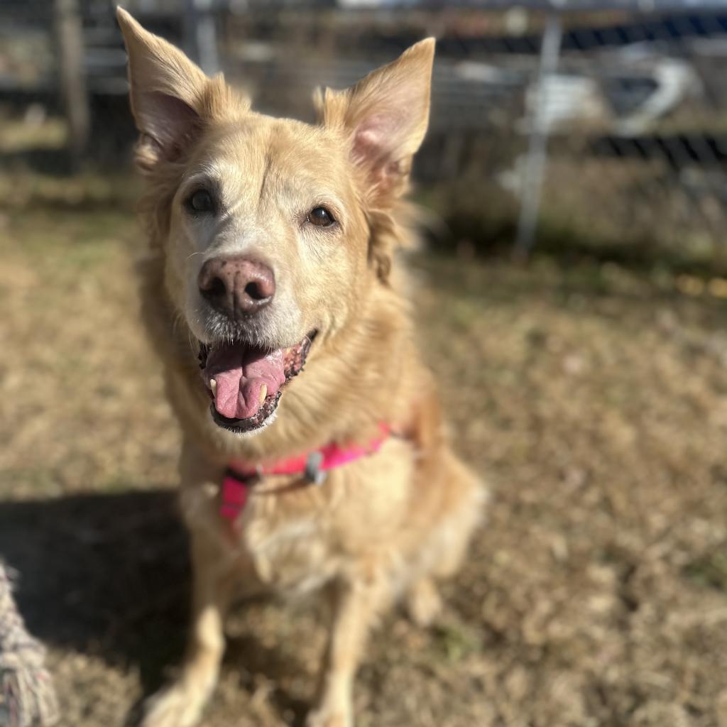 Pebbles - SPONSOR ME, an adoptable Golden Retriever, Mixed Breed in Middletown, NY, 10940 | Photo Image 1