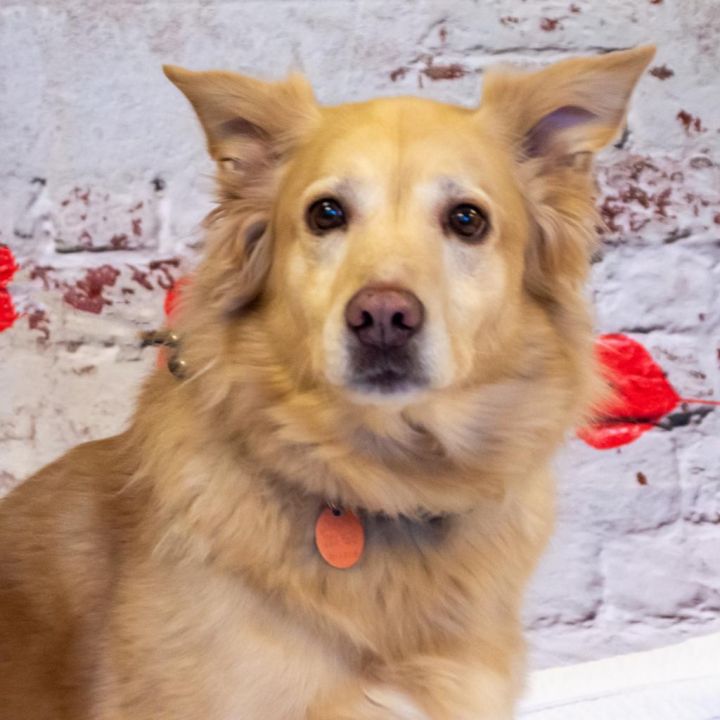 Golden retriever spitz store mix