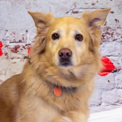 Pebbles - SPONSOR ME, an adoptable Golden Retriever, Mixed Breed in Middletown, NY, 10940 | Photo Image 2