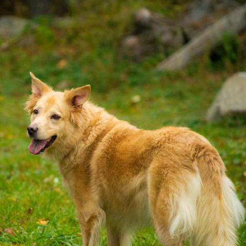 Pebbles - SPONSOR ME, an adoptable Golden Retriever, Mixed Breed in Middletown, NY, 10940 | Photo Image 2