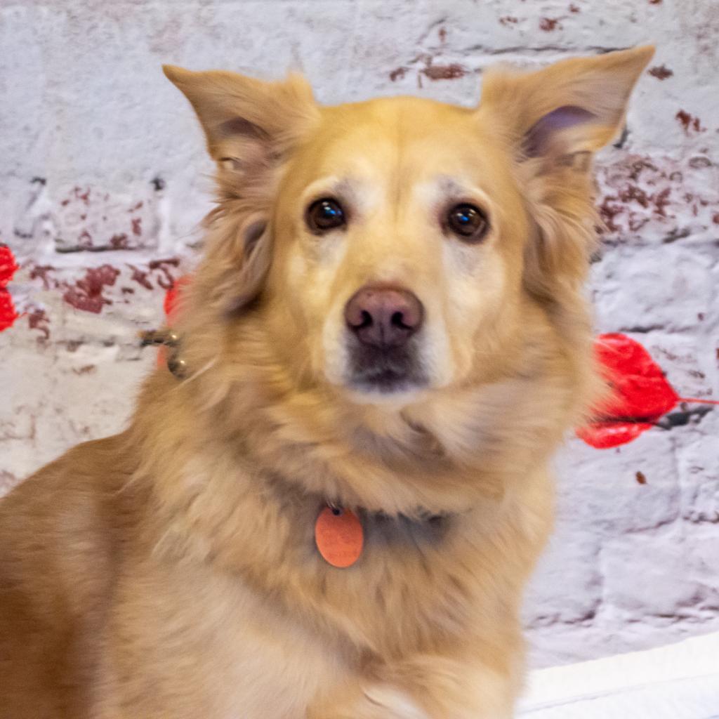 Pebbles, an adoptable Golden Retriever, Mixed Breed in Middletown, NY, 10940 | Photo Image 2