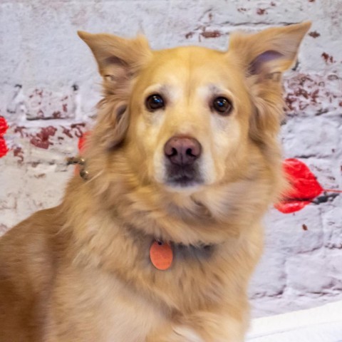 Pebbles - SPONSOR ME, an adoptable Golden Retriever, Mixed Breed in Middletown, NY, 10940 | Photo Image 3