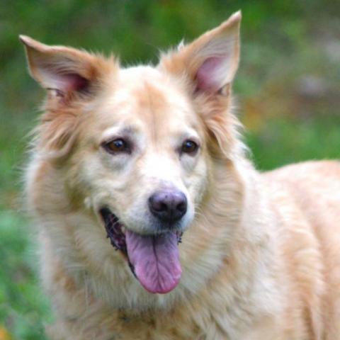 Pebbles - SPONSOR ME, an adoptable Golden Retriever, Mixed Breed in Middletown, NY, 10940 | Photo Image 3