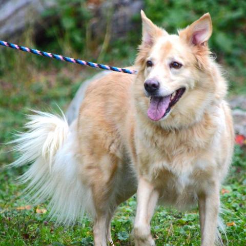 Pebbles - SPONSOR ME, an adoptable Golden Retriever, Mixed Breed in Middletown, NY, 10940 | Photo Image 4