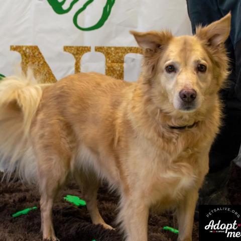 Pebbles - SPONSOR ME, an adoptable Golden Retriever, Mixed Breed in Middletown, NY, 10940 | Photo Image 4