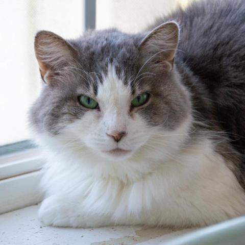 Artemis, an adoptable Domestic Long Hair in Middletown, NY, 10940 | Photo Image 1
