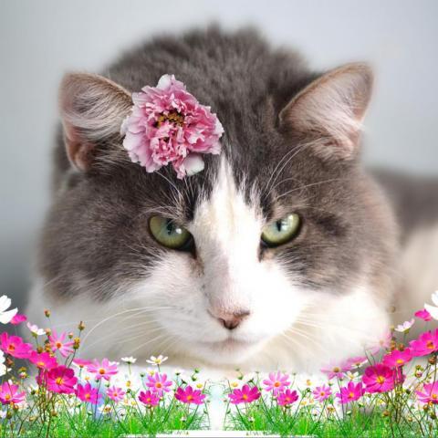 Artemis, an adoptable Domestic Long Hair in Middletown, NY, 10940 | Photo Image 2