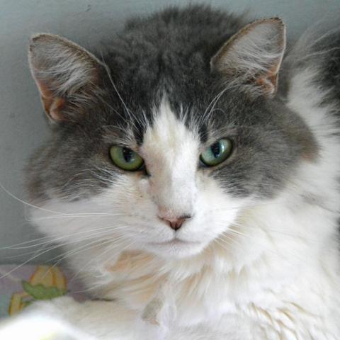 Artemis, an adoptable Domestic Long Hair in Middletown, NY, 10940 | Photo Image 2