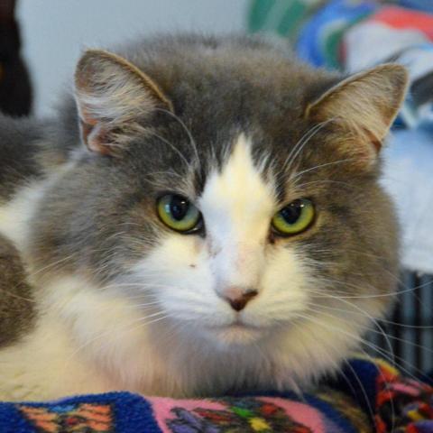 Artemis, an adoptable Domestic Long Hair in Middletown, NY, 10940 | Photo Image 3