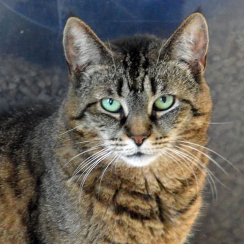 Bobbi, an adoptable Domestic Short Hair in Middletown, NY, 10940 | Photo Image 1