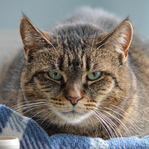 Bobbi, an adoptable Domestic Short Hair in Middletown, NY, 10940 | Photo Image 2