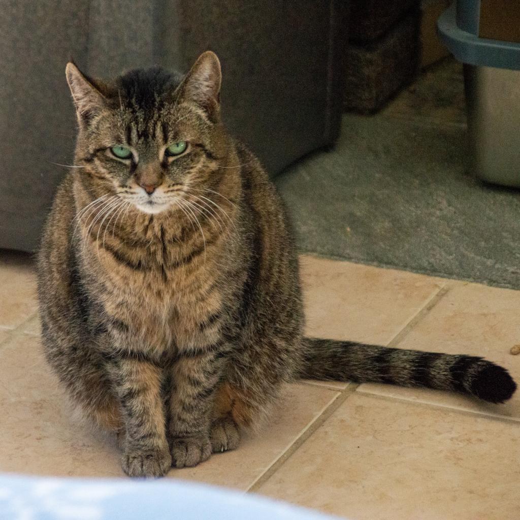 Bobbi, an adoptable Domestic Short Hair in Middletown, NY, 10940 | Photo Image 2