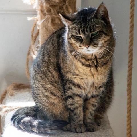 Bobbi, an adoptable Domestic Short Hair in Middletown, NY, 10940 | Photo Image 3