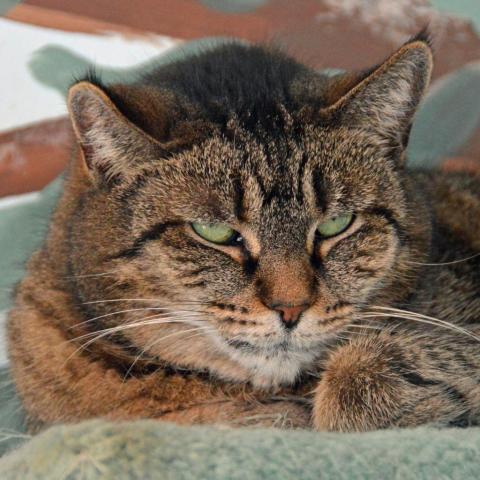 Bobbi, an adoptable Domestic Short Hair in Middletown, NY, 10940 | Photo Image 3