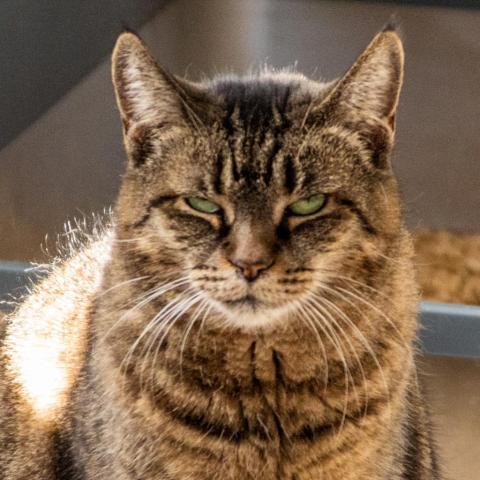 Bobbi, an adoptable Domestic Short Hair in Middletown, NY, 10940 | Photo Image 4