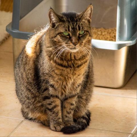 Bobbi, an adoptable Domestic Short Hair in Middletown, NY, 10940 | Photo Image 5