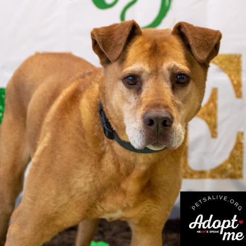 Melo, an adoptable Mixed Breed, German Shepherd Dog in Middletown, NY, 10940 | Photo Image 1