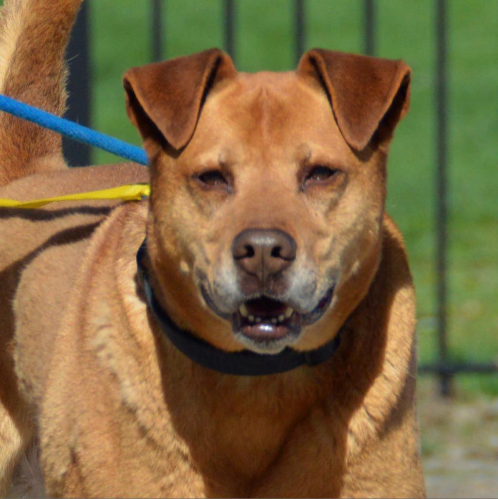 Melo, an adoptable Mixed Breed, German Shepherd Dog in Middletown, NY, 10940 | Photo Image 3