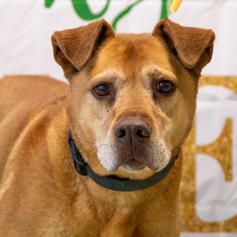 Melo, an adoptable Mixed Breed, German Shepherd Dog in Middletown, NY, 10940 | Photo Image 3