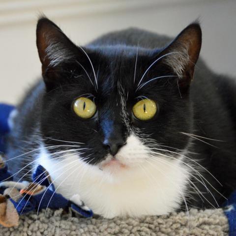 Donna Donor, an adoptable Domestic Short Hair in Middletown, NY, 10940 | Photo Image 1