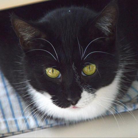 Donna Donor, an adoptable Domestic Short Hair in Middletown, NY_image-2