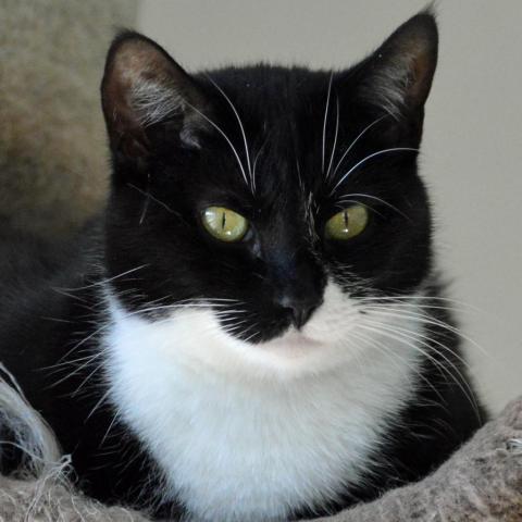 Donna Donor, an adoptable Domestic Short Hair in Middletown, NY, 10940 | Photo Image 3