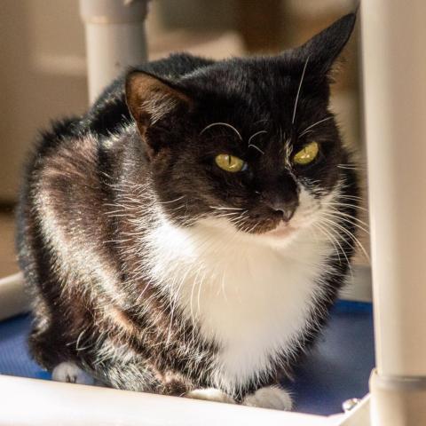 Donna Donor, an adoptable Domestic Short Hair in Middletown, NY, 10940 | Photo Image 5