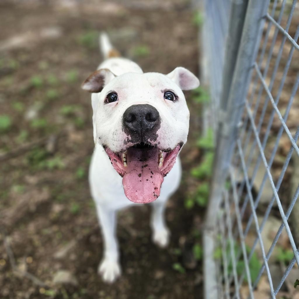 Hercules, an adoptable American Staffordshire Terrier in Middletown, NY, 10940 | Photo Image 1