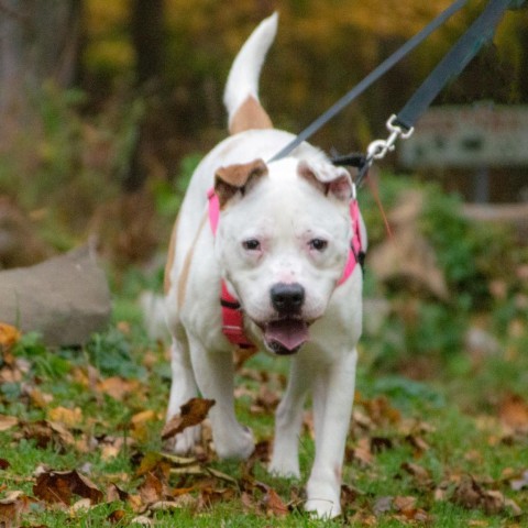Hercules, an adoptable American Staffordshire Terrier in Middletown, NY, 10940 | Photo Image 2
