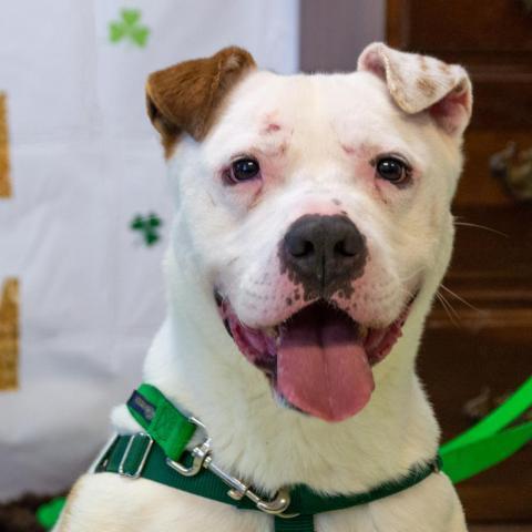 Hercules, an adoptable American Staffordshire Terrier in Middletown, NY, 10940 | Photo Image 2